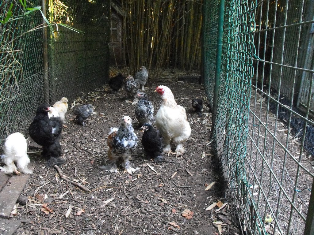 zalmkleurige brahma hen met 6 jonge, Meerdere dieren, Kip