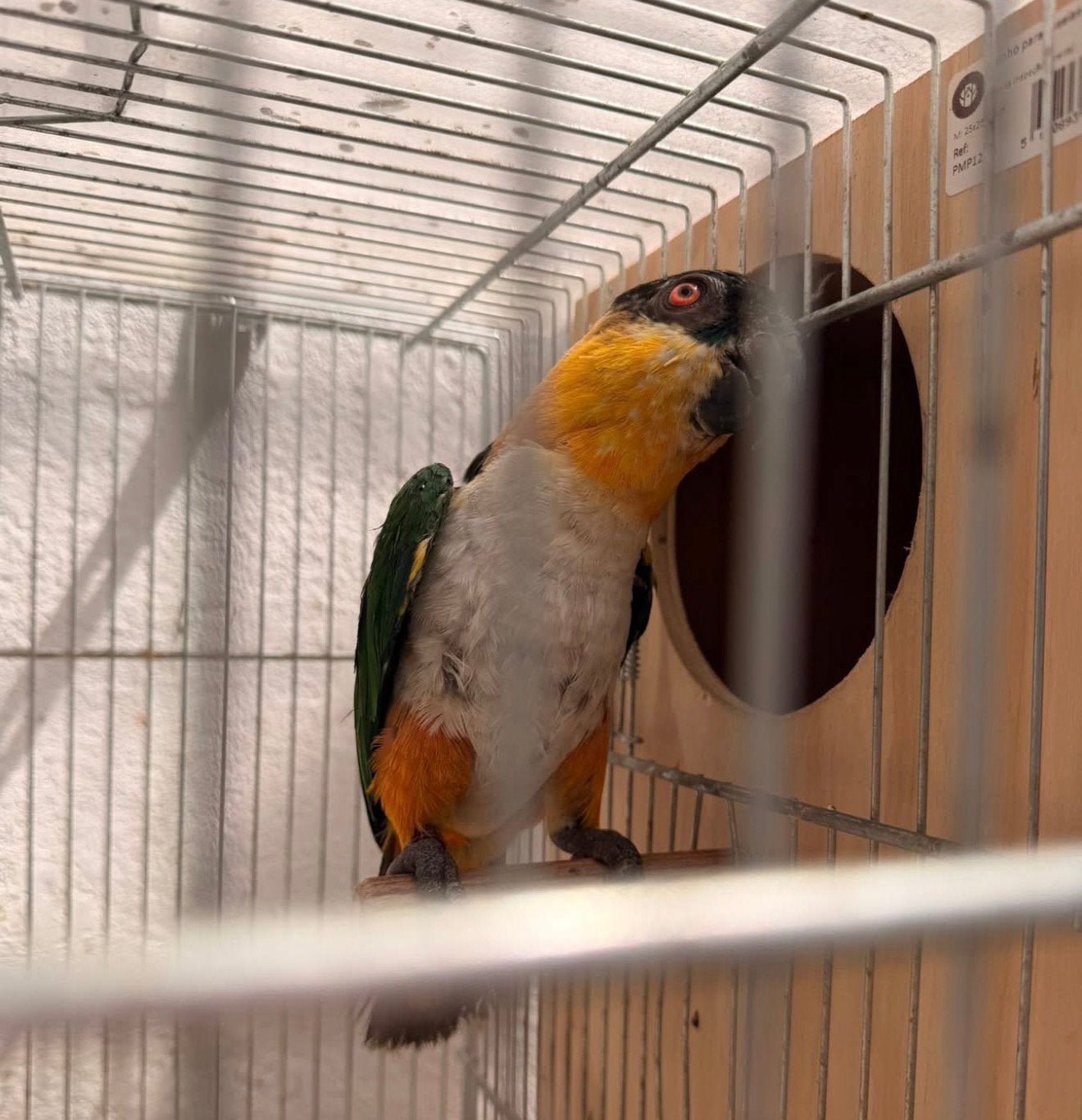 Caique tete noire, Animaux & Accessoires, Femelle, Perroquet, Parleur