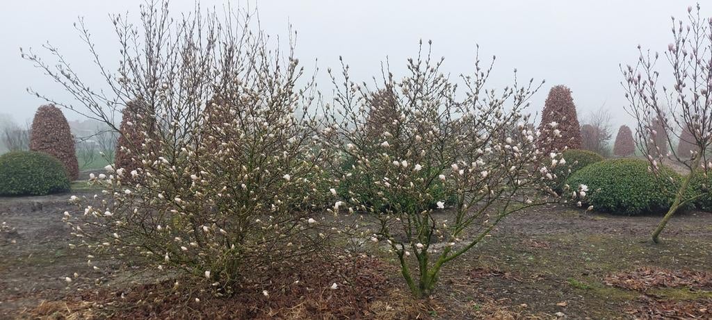 Magnolia's, Jardin & Terrasse, Plantes | Jardin, Enlèvement