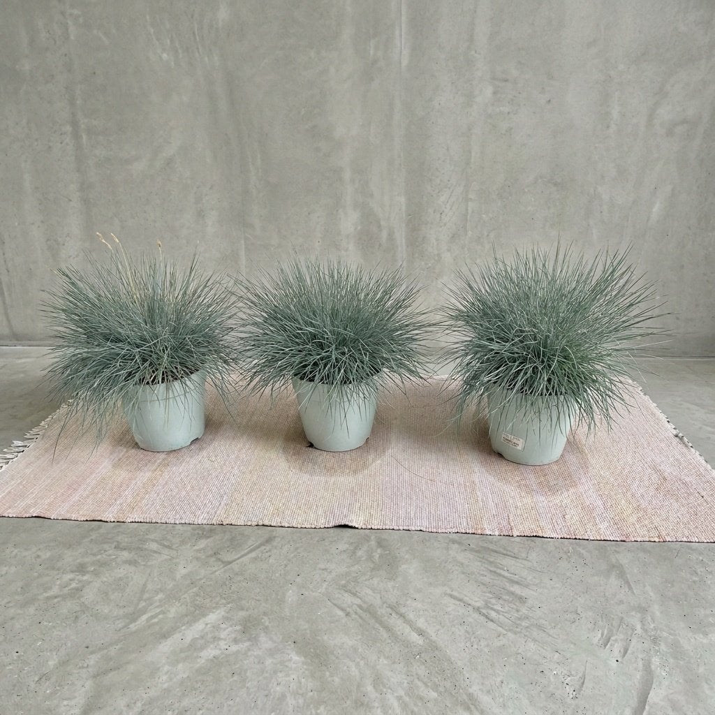 Duingrassen 3 Stuks gratis !, Maison & Meubles, Plantes d'intérieur, Enlèvement