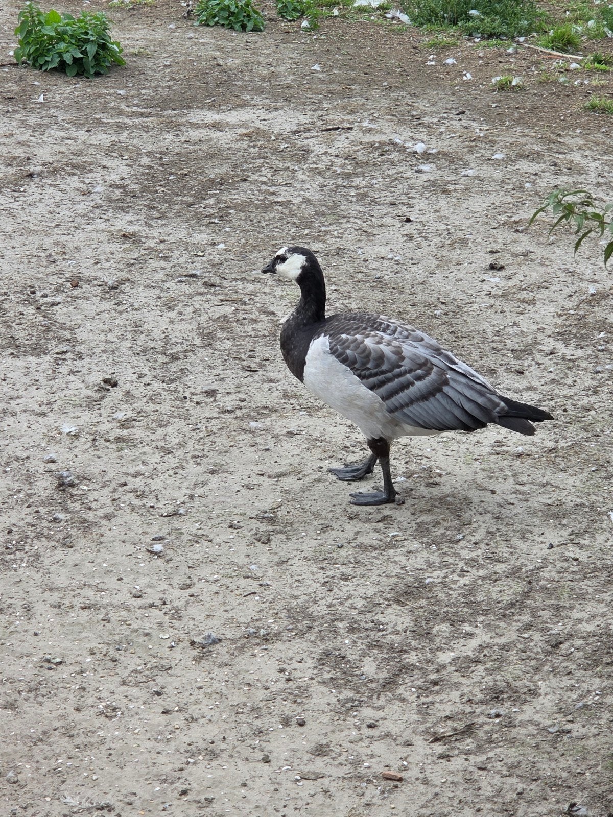 brandgans, Animaux & Accessoires, Volatiles, Sexe inconnu, Oie ou Cygne