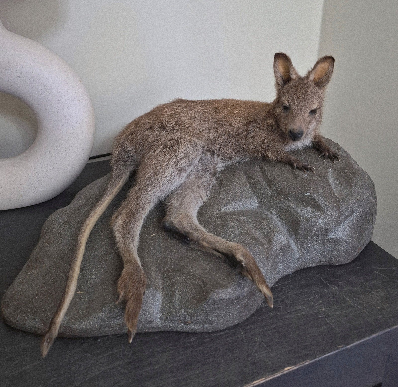 Wallaby Taxidermie Museumstuk Opgezet Dier, Verzamelen, Ophalen of Verzenden, Zo goed als nieuw, Wild dier, Opgezet dier