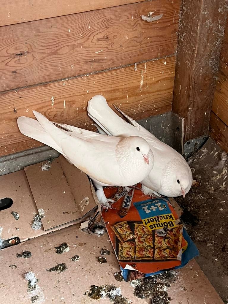 Couple de pigeons Takla White