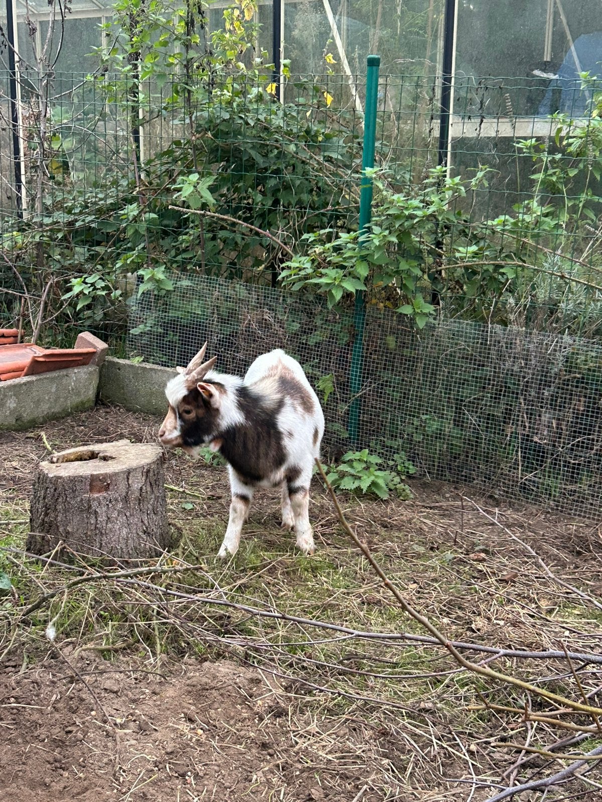 2 Geiten, Dieren en Toebehoren, Mannelijk, Geit, 0 tot 2 jaar