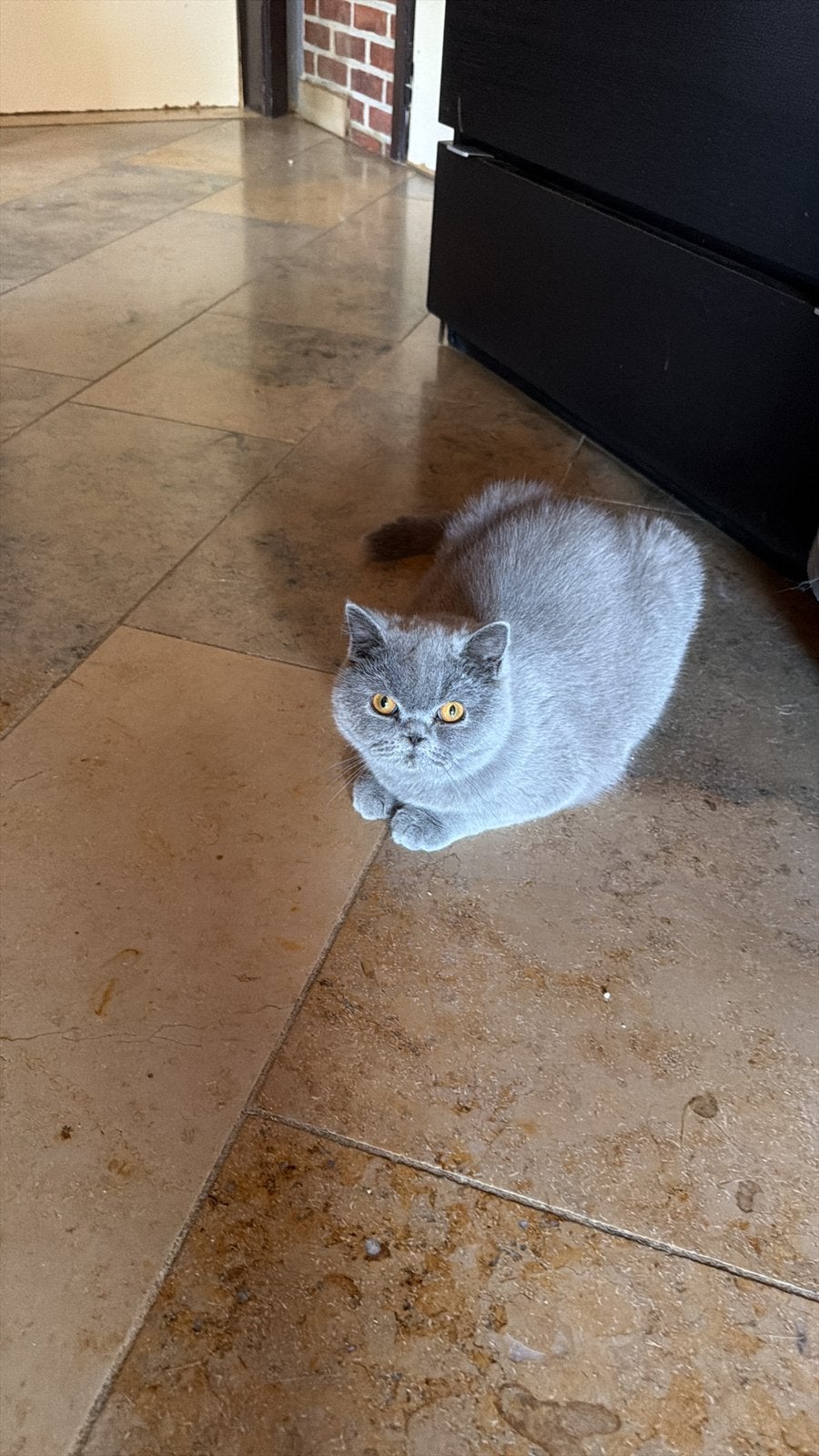 Brits korthaar, Chatte ou Chat, Avec puce électronique, 0 à 2 ans