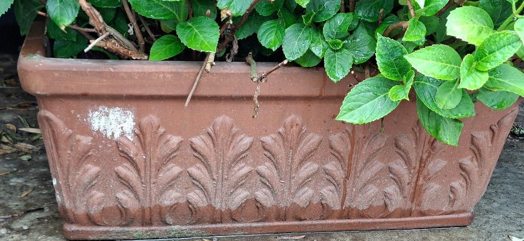 Grote bloembakken gevuld met goed bloeiende hortensia's, Pierre, Comme neuf, 30 à 60 cm, Enlèvement