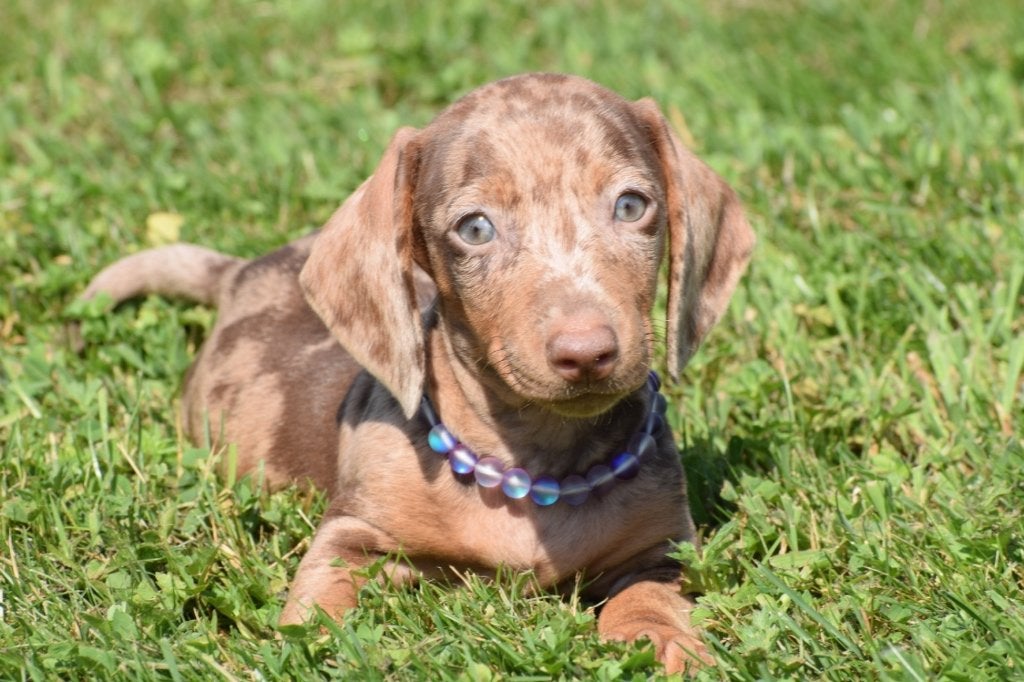 Teckel pups dashond, België, 8 tot 15 weken, Korthaar, Dwerg