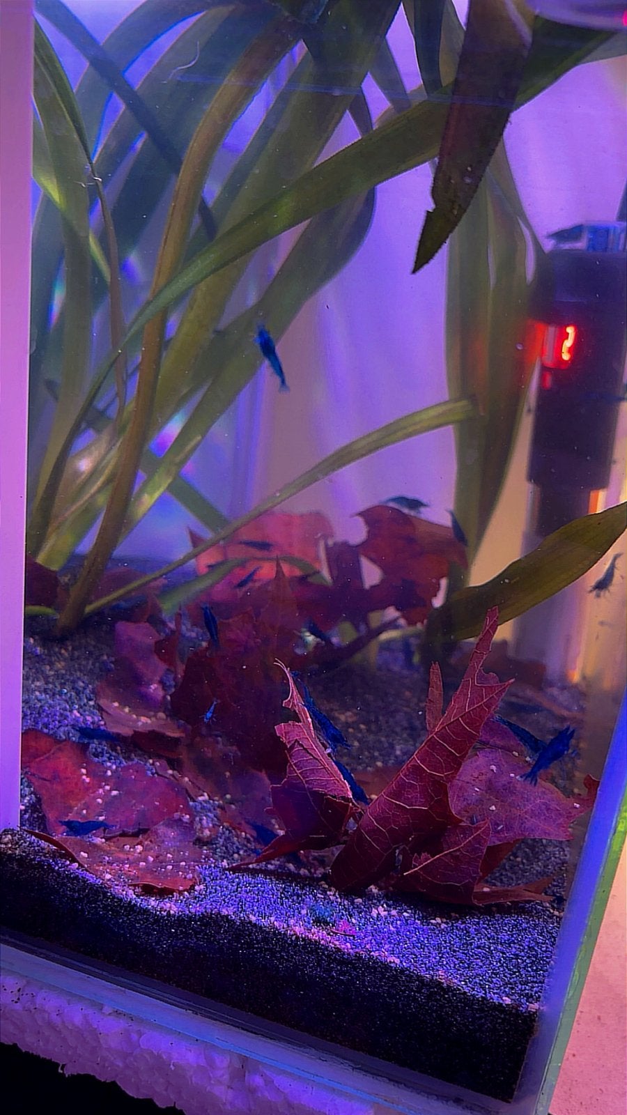 Crevettes Blue Dream Neocaridina (sur l'eau du robinet), Homard, Crabe ou Crevette, Poisson d'eau douce, Banc de poissons