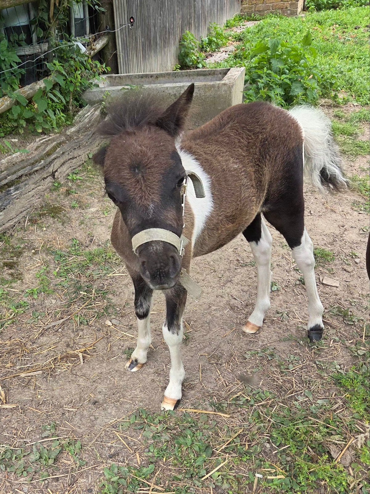 Mini hengst veulen, Dieren en Toebehoren, Hengst