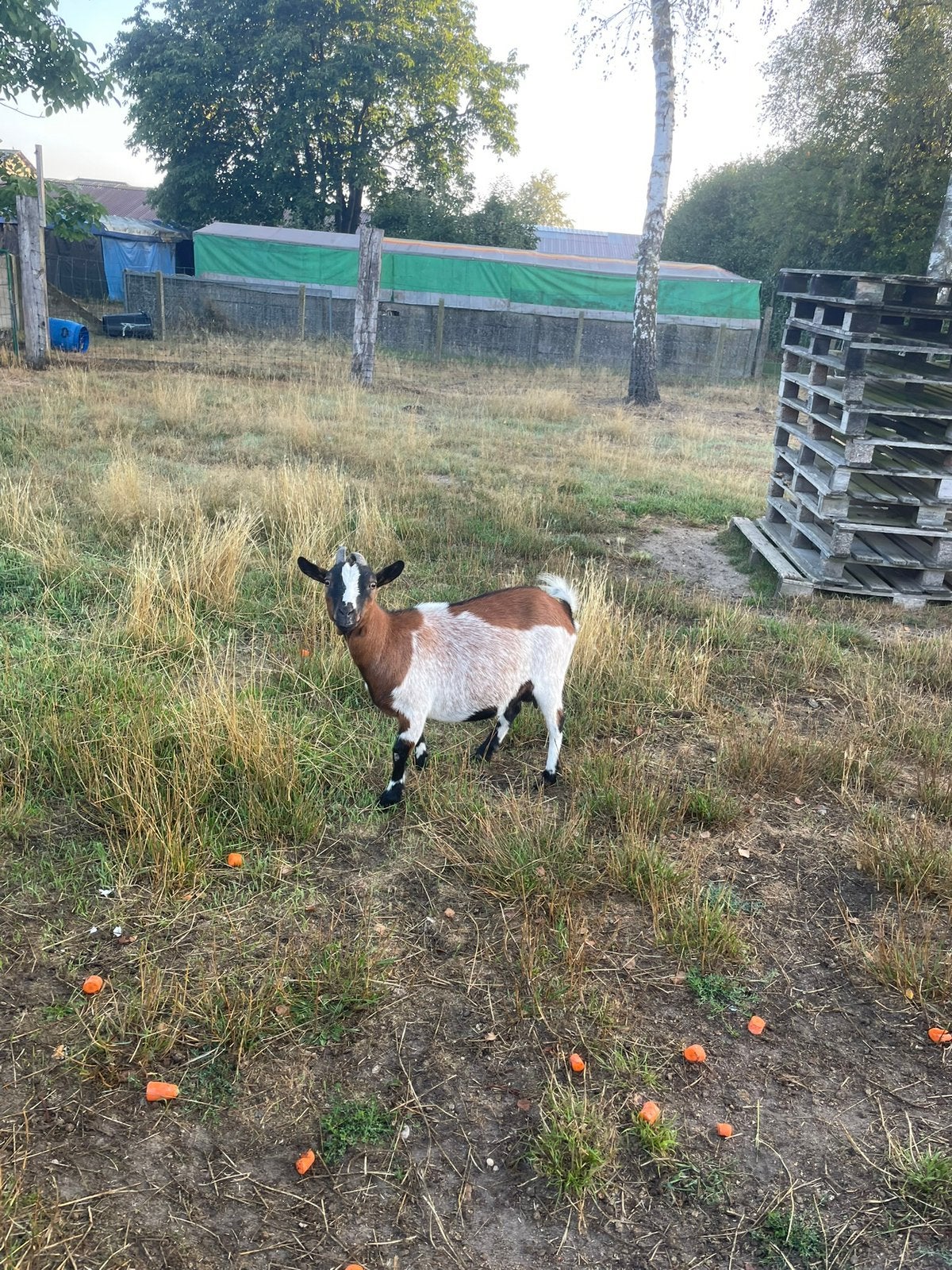 Dwergeitmoeder met jong (mieke), Vrouwelijk, Geit, 3 tot 5 jaar
