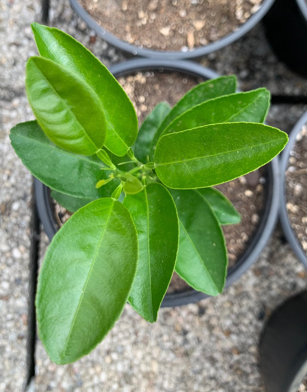 Satsuma Mandarijn - Japanse Soort, Ophalen, In pot, Overige soorten