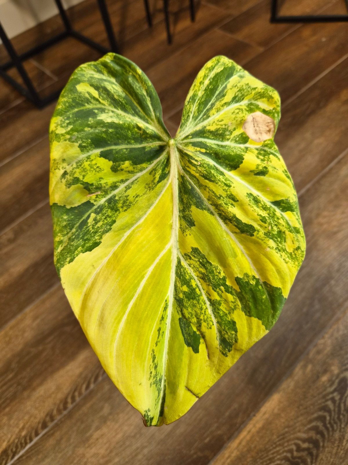 Philodendron Gloriosum Aurea, Enlèvement ou Envoi
