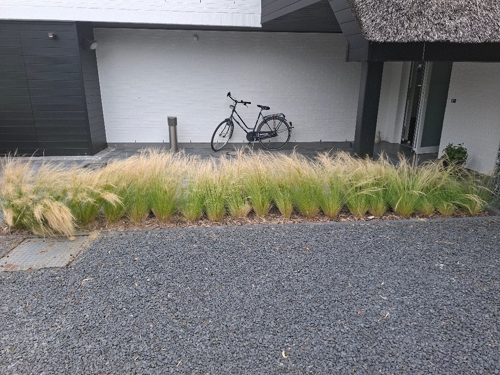 Siergras Mexicaans, Ophalen, Zo goed als nieuw, Gras