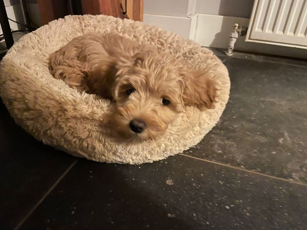 Mini Australian Labradoodle pups / Therapiehonden-pups, Dieren en Toebehoren, België, Fokker | Hobbymatig, Overige rassen, 8 tot 15 weken