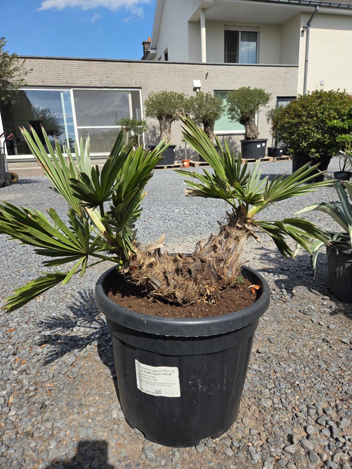 Palmboom Trithrinax Campestris - Blauwe dadelpalm, Ophalen, Palmboom