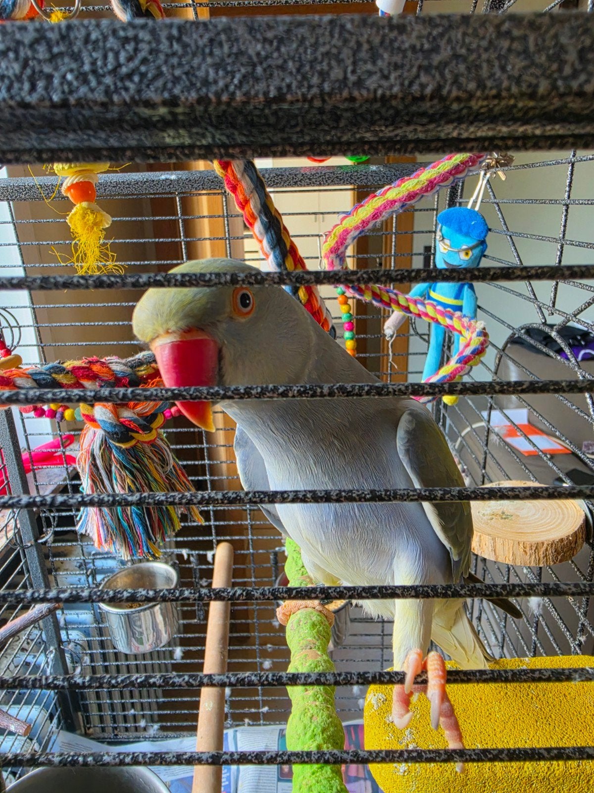 halsbandparkiet van ongeveer 1 jaar oud, Animaux & Accessoires, Femelle, Perruche, Domestique