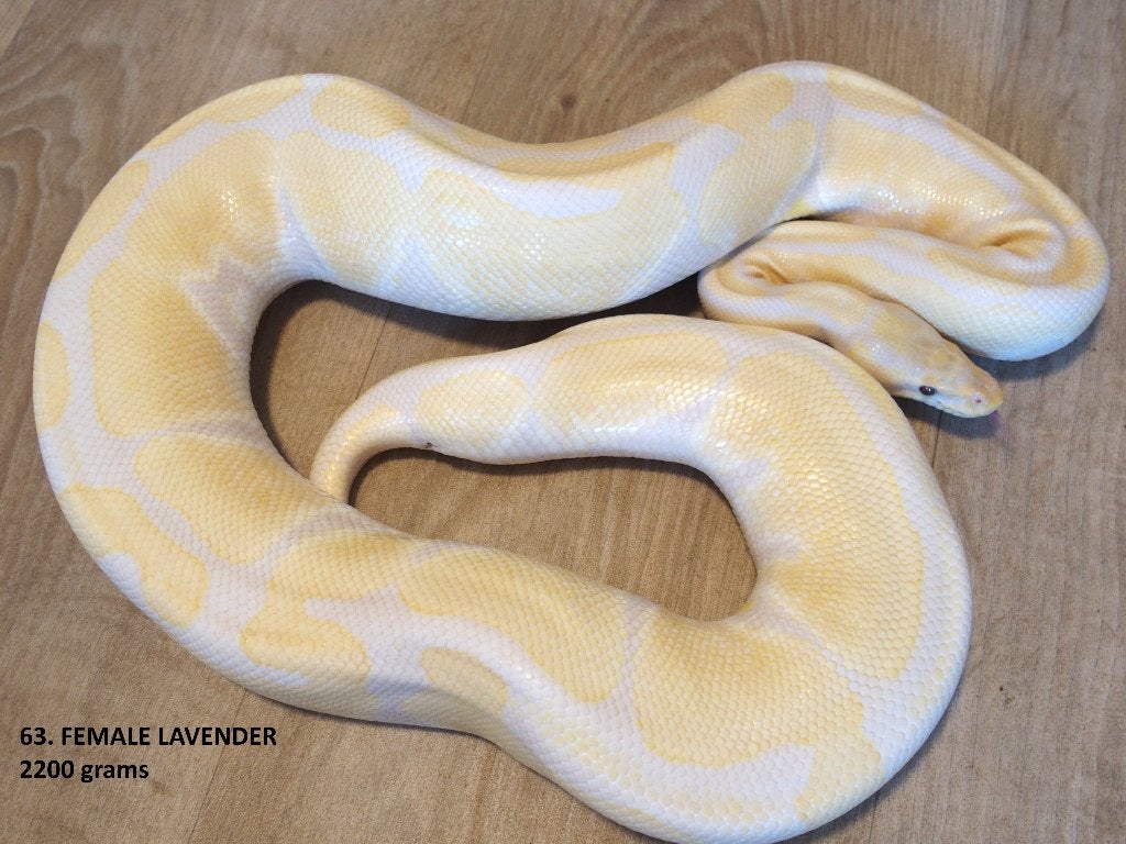 Koningspythons half en volwassen kweekdieren deel 3 Ball Python photo 15