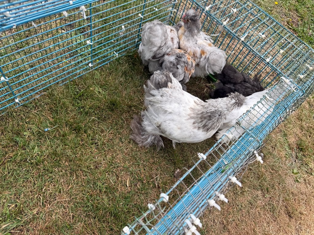 kippen, Dieren en Toebehoren, Pluimvee, Geslacht onbekend