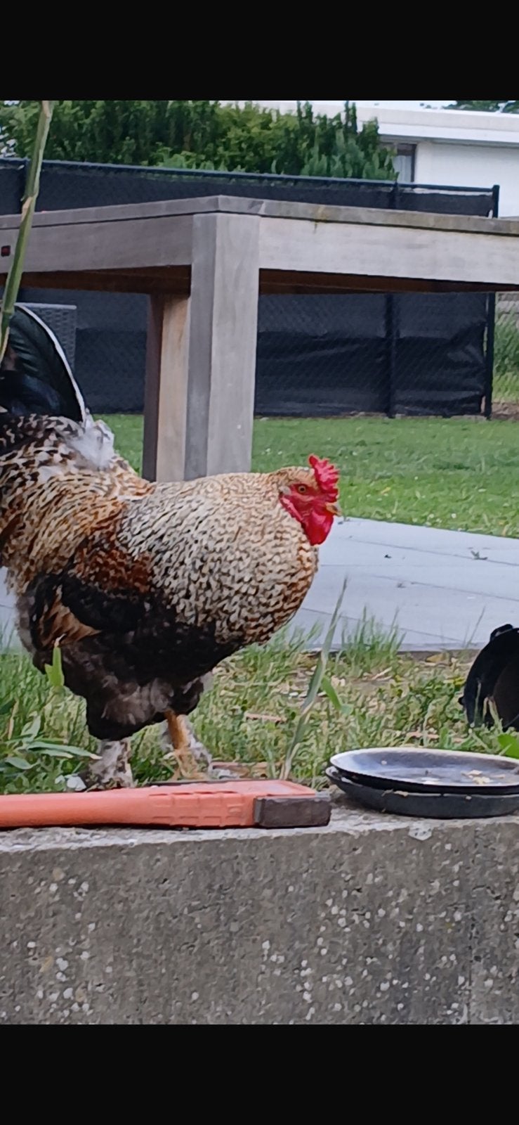 Gratis haan, Dieren en Toebehoren
