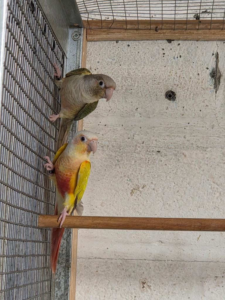 Koppel pyrrhura, Meerdere dieren, Parkiet, Geringd