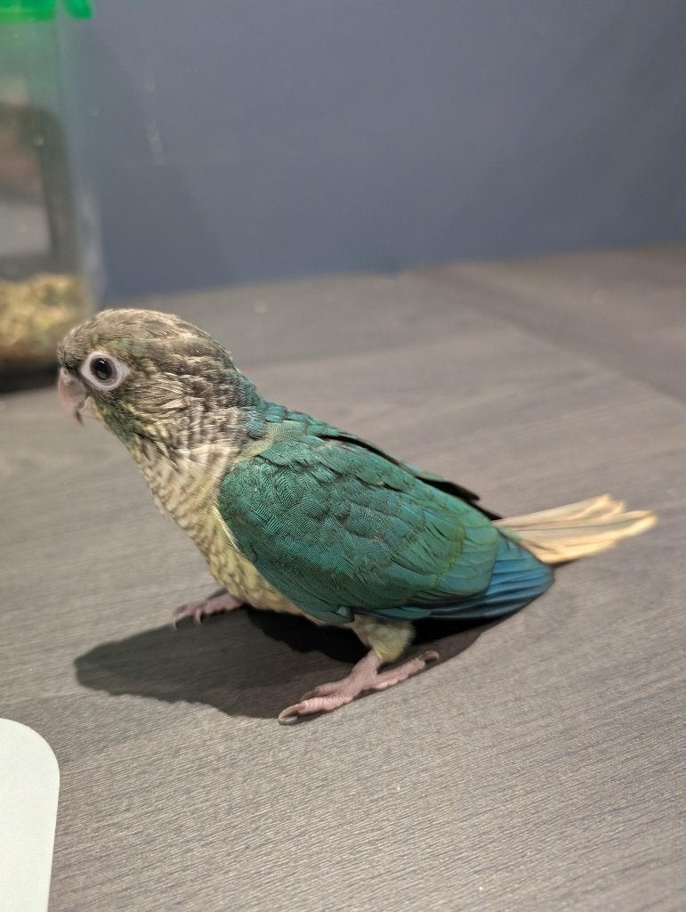 Bébés Pyrrhura (Turquoise - Ananas) EAM, Animaux & Accessoires, Oiseaux | Perruches & Perroquets, Perruche, Sexe inconnu, Domestique