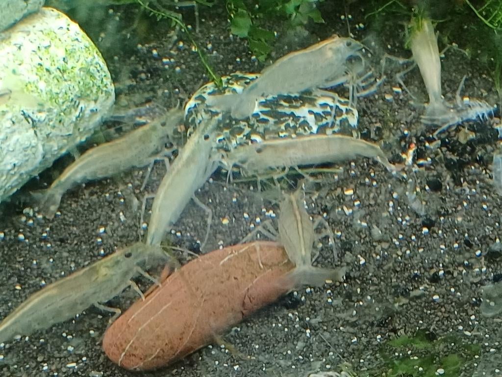Hobbyaquarium Japonica garnalen XL+4cm effectieve algeneters, Kreeft, Krab of Garnaal, Zoetwatervis, Schoolvis