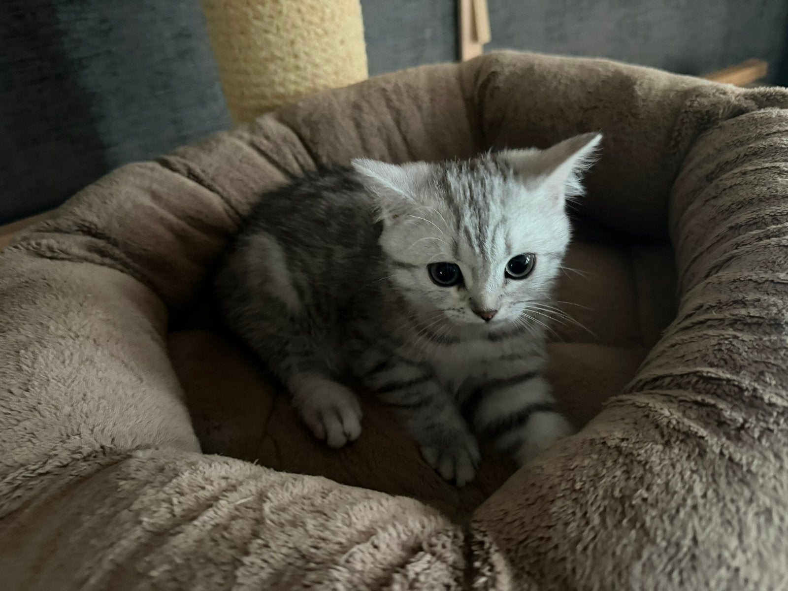 Brits korthaar, Poes, Met stamboom