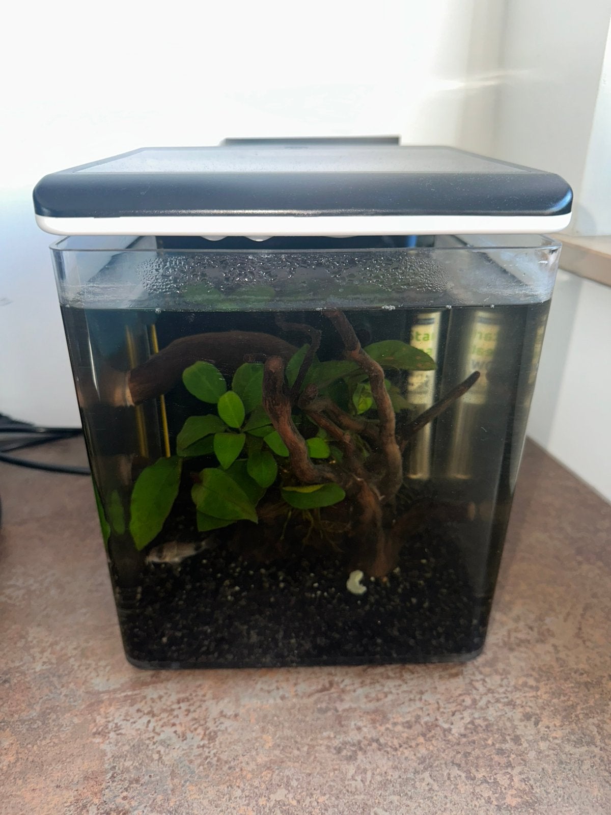 Aquarium, Dieren en Toebehoren, Ophalen, Inclusief vissen, Superfish, Gevuld zoetwateraquarium