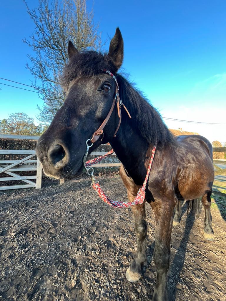 Western pony, Hongre