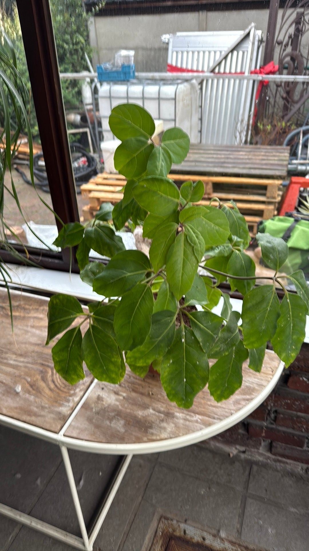 Schefflera amate, Huis en Inrichting, Kamerplanten, Ophalen