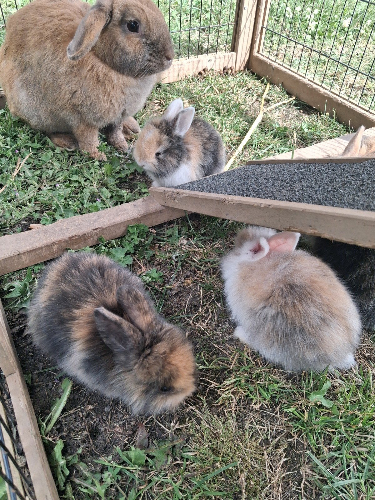 Konijntjes, Dieren en Toebehoren, Konijnen, Meerdere dieren, Dwerg, 0 tot 2 jaar