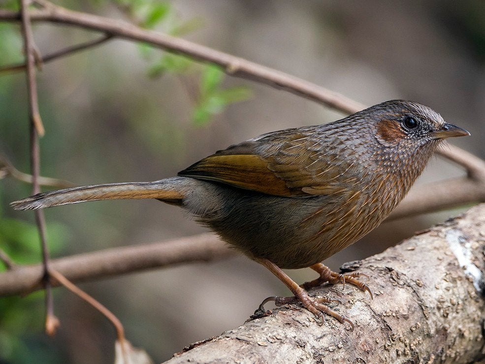 Broedkoppel borstelgaai lijsters, Wildzangvogel