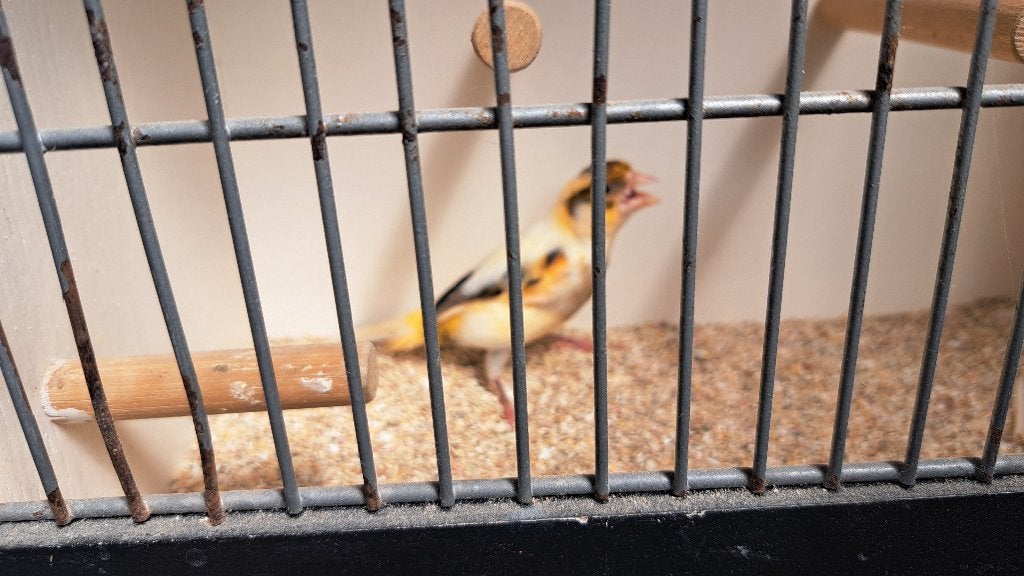 Portugese harlekijnen, Dieren en Toebehoren, Vogels | Kanaries, Zangkanarie, Meerdere dieren