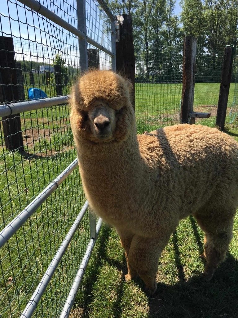 Étalon en alpaga brun, Animaux & Accessoires, Mâle, Mouton, 6 ans ou plus