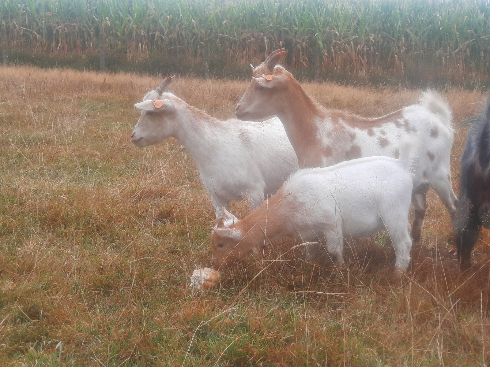 cube d'abricot, Animaux & Accessoires, Chèvre