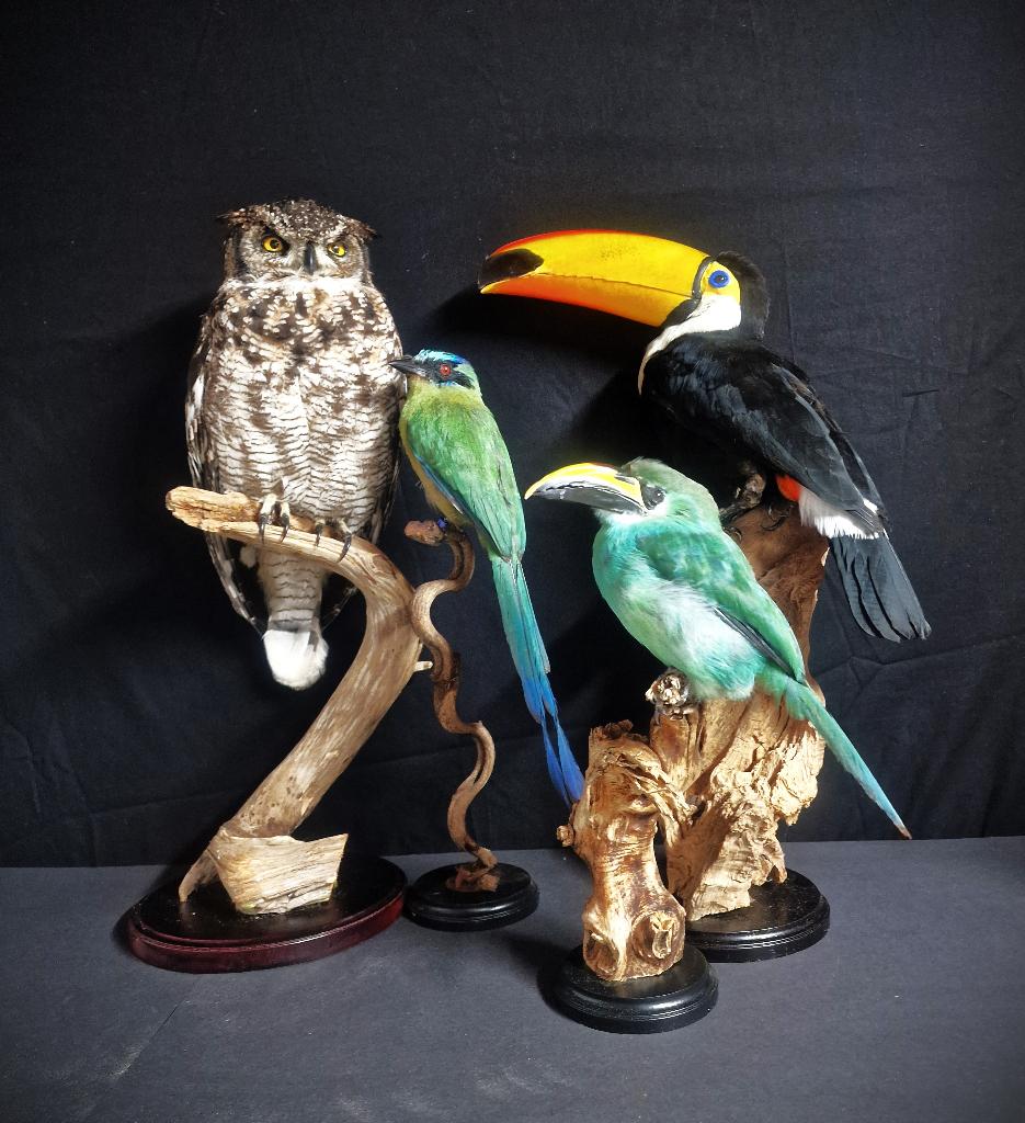 mooie overleden vogels te koop gevraagd ......, Meerdere dieren, Papegaai, Geringd