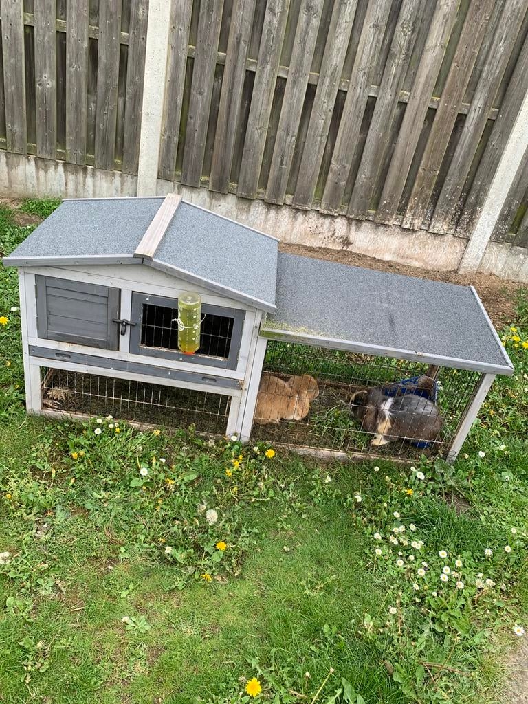 Twee jonge rammetjes, Dieren en Toebehoren, Konijnen, Dwerg, Mannelijk, 0 tot 2 jaar, Hangoor