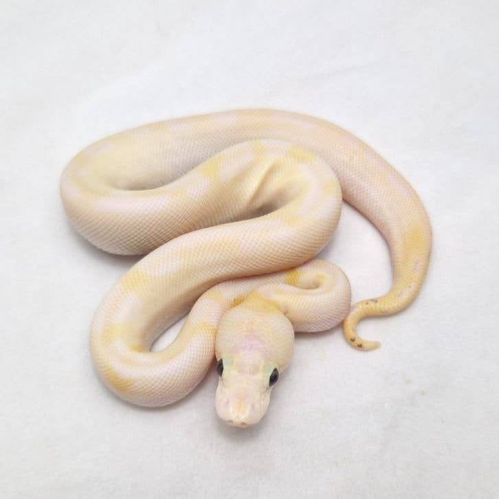 Pastel Ivory Clown koningspython man Ball Python - male for sale from jurgen
