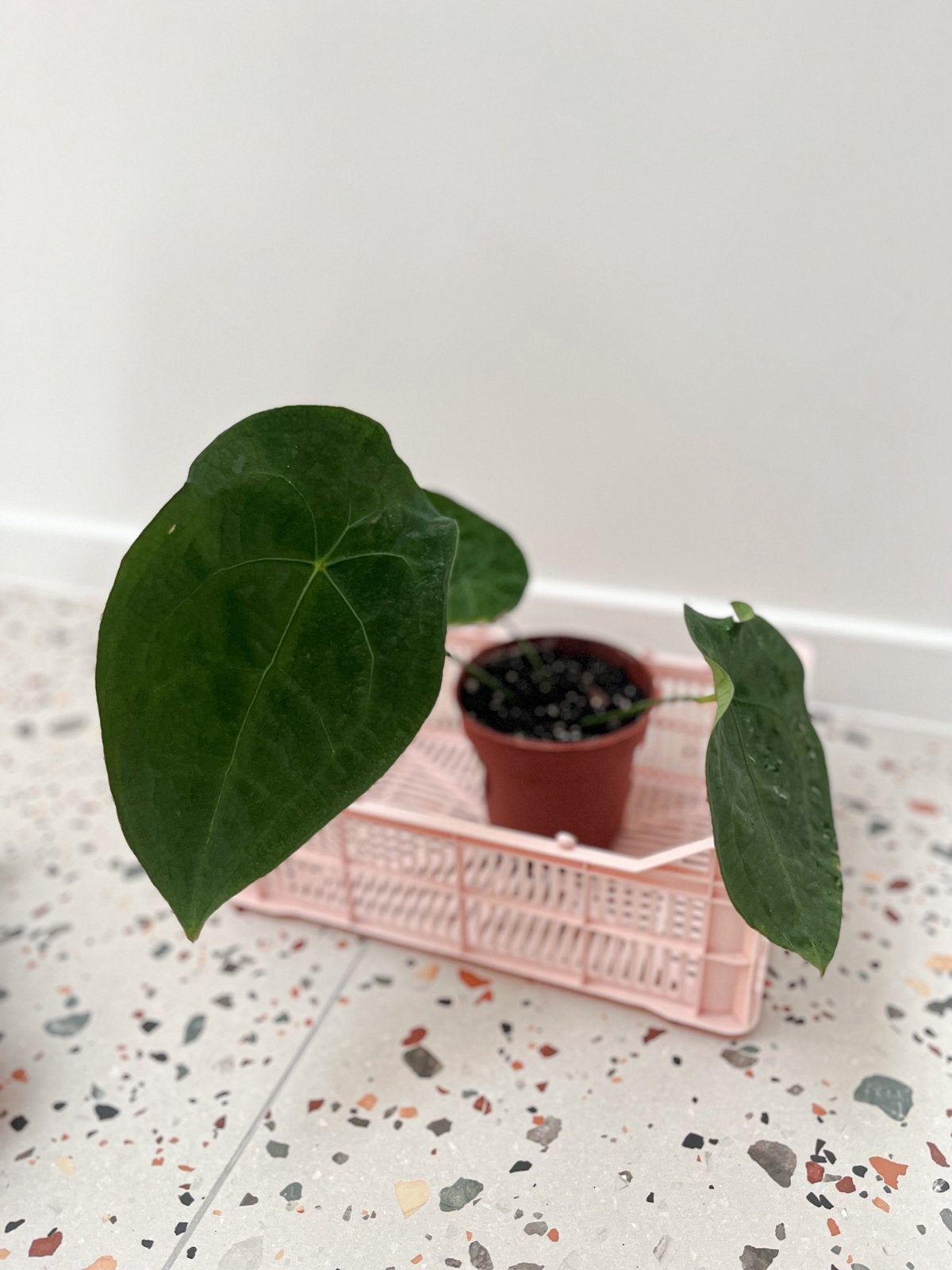 Anthurium forgetii dark form, Huis en Inrichting, Kamerplanten, Ophalen, Overige soorten, Halfschaduw, In pot