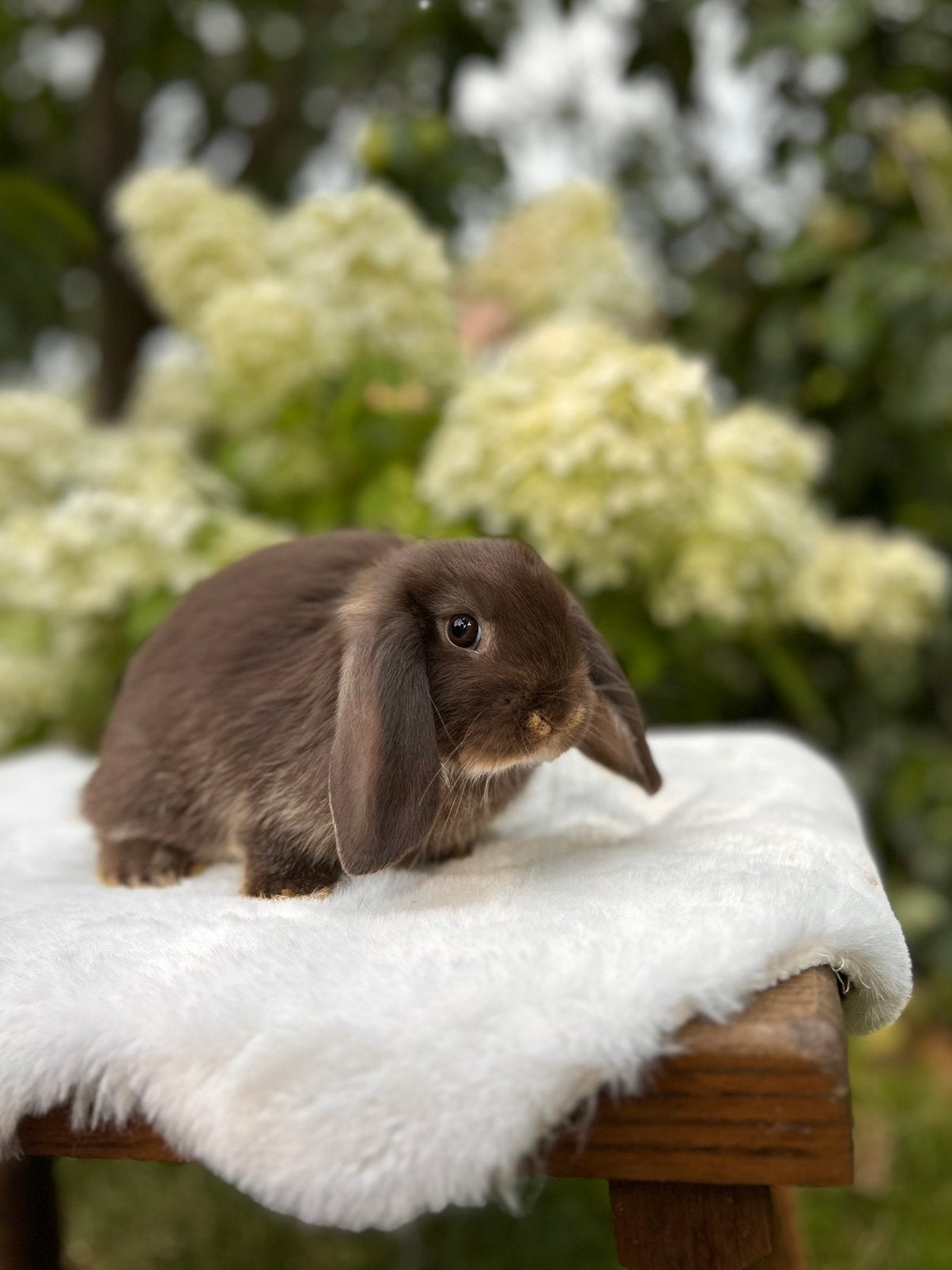 Lieve, jonge NHD rammetjes, Dieren en Toebehoren, Konijnen