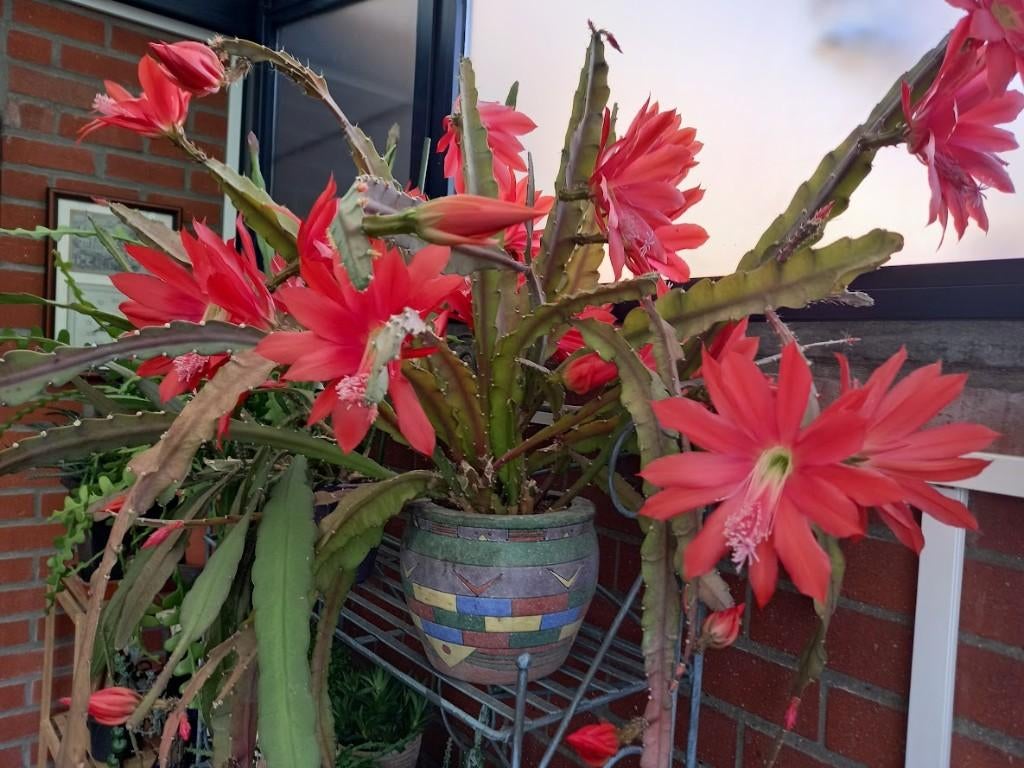 stekjes van rood bloeiende hangcactus vanaf 5€, Huis en Inrichting, Kamerplanten, Ophalen, Cactus