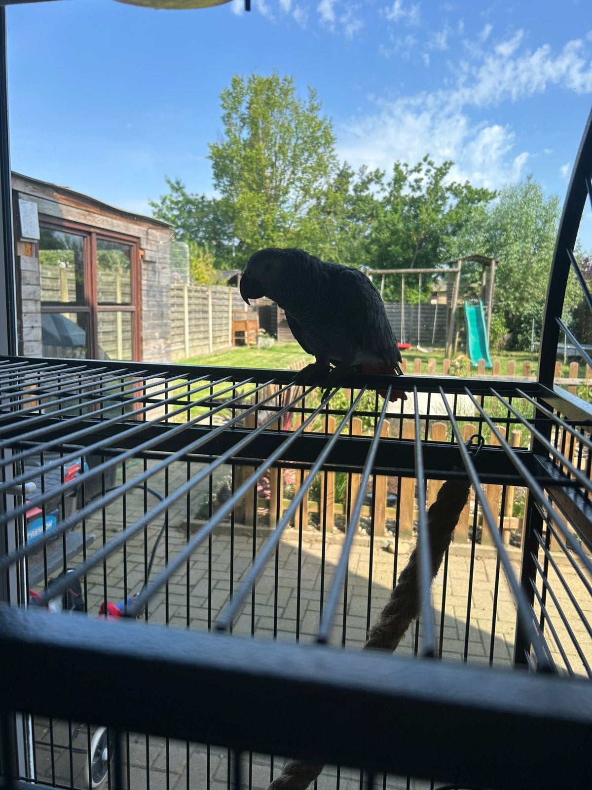 Roodstaart, Plusieurs animaux, Perroquet, Parleur