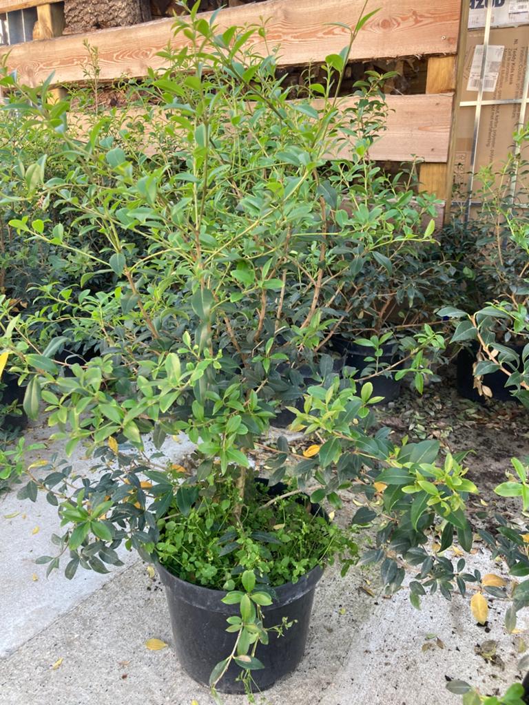 Osmanthus Burckwooddii 60/80, Ophalen