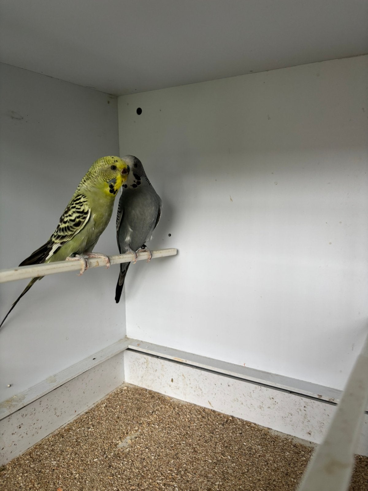 Koppel split blackface, Dieren en Toebehoren, Vogels | Parkieten en Papegaaien, Geringd
