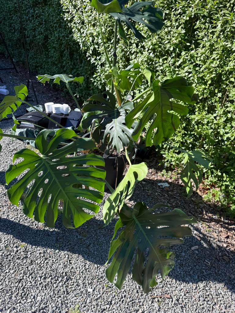Grote Monstera plant – mooie blikvanger, Ophalen