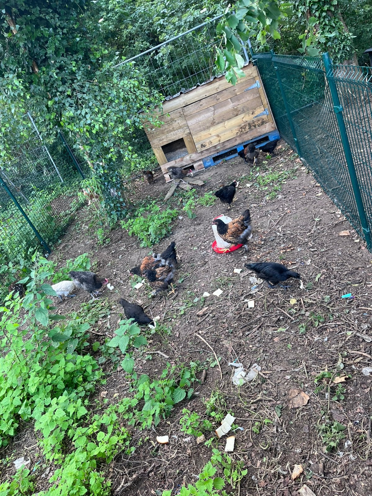Brahma’s en ayam cemani van 14 weken, Dieren en Toebehoren, Pluimvee