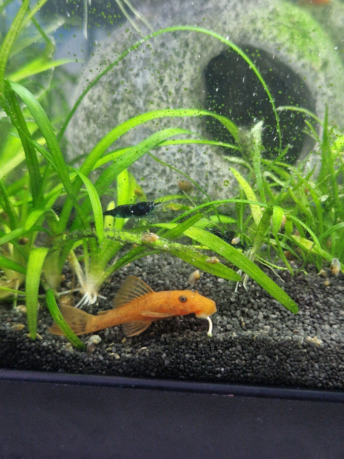 red fire ancistrus , borstelneus , ruitenkuiser ,