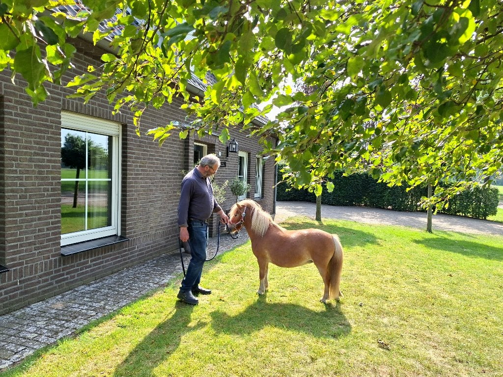 Prachtig Shetlandertje, Dieren en Toebehoren, Merrie, A pony (tot 1.17m), Recreatiepony, Gechipt