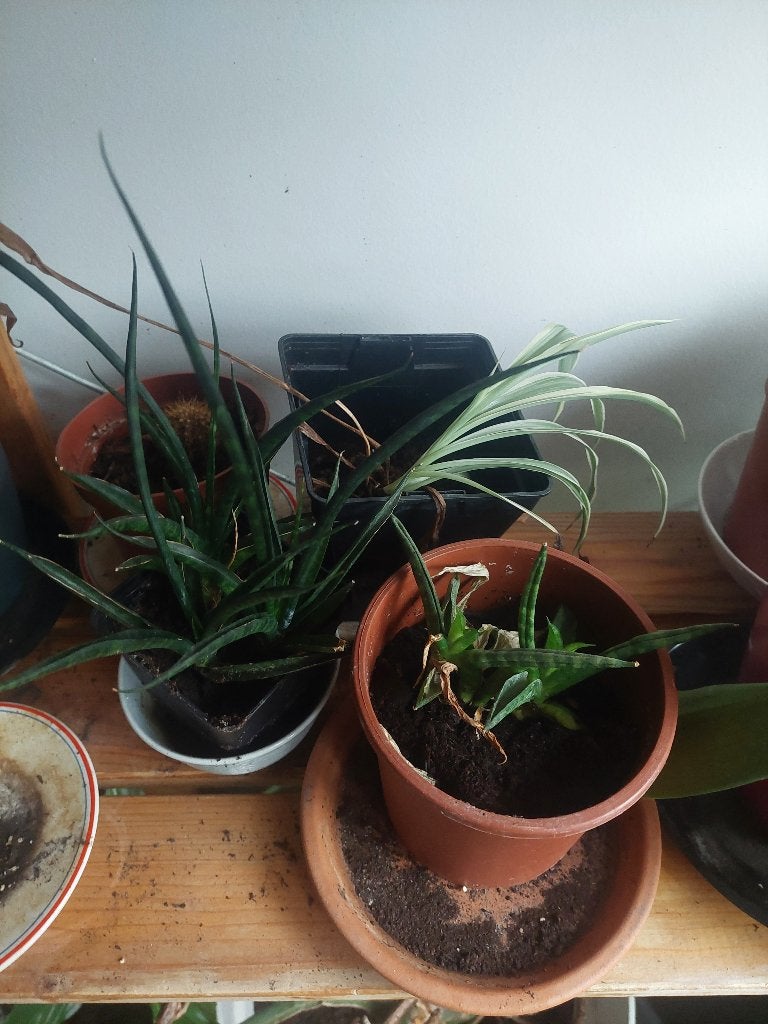 5 euro per stuk plantjes, Maison & Meubles, Autres espèces, En pot, Moins de 100 cm, Enlèvement
