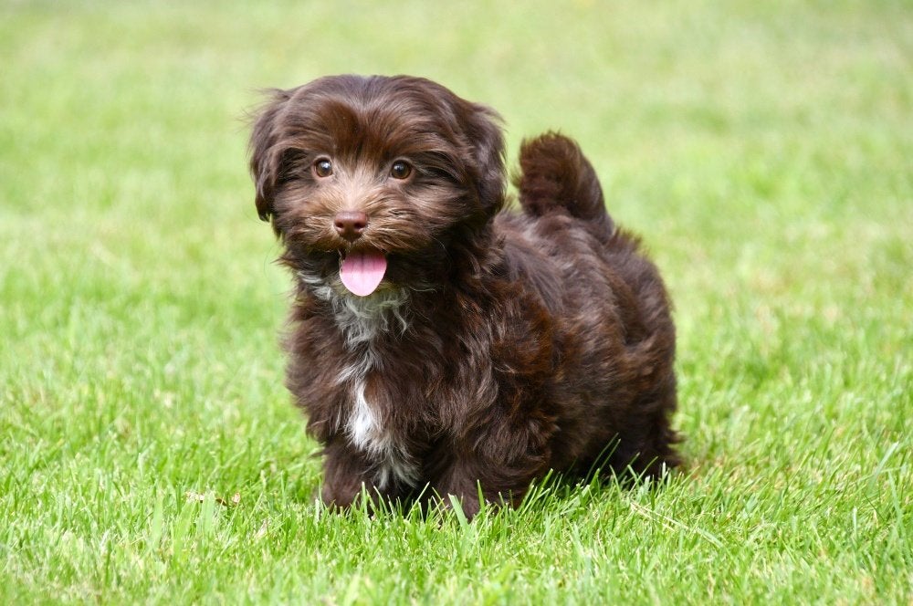 Havanezer pups te koop, 15 weken tot 1 jaar, Overige rassen, Buitenland, Parvo